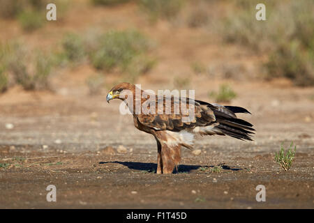 Aigle (Aquila rapax), Parc transfrontalier de Kgalagadi englobant l'ex Kalahari Gemsbok National Park, Afrique du Sud Banque D'Images