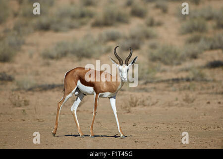 Le Springbok (Antidorcas marsupialis) buck, Kgalagadi Transfrontier Park, Afrique du Sud Banque D'Images