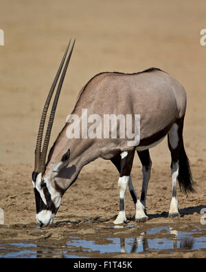 Gemsbok (oryx d'Afrique du Sud) (Oryx gazella) boire, Kgalagadi Transfrontier Park, Afrique du Sud Banque D'Images