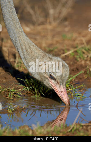 Autruche commune (Struthio camelus) boire, Kgalagadi Transfrontier Park, Afrique du Sud Banque D'Images