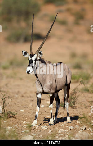 Gemsbok (oryx d'Afrique du Sud) (Oryx gazella), Kgalagadi Transfrontier Park, Afrique du Sud Banque D'Images