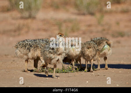 Autruche commune (Struthio camelus) les poussins, Kgalagadi Transfrontier Park, Afrique du Sud Banque D'Images