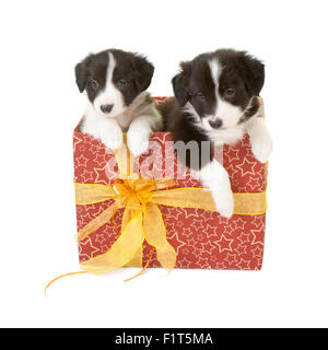 Lits 1 border collie chiots dans un cadeau de Noël Banque D'Images