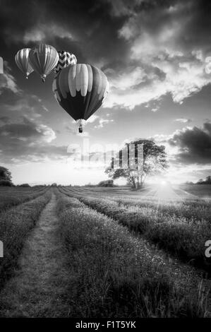 Coucher de soleil sur les champs de lavande dynamique en mode paysage avec montgolfières voler haut en noir et blanc Banque D'Images