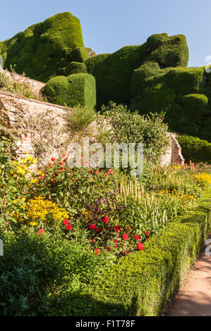 Jardins du Château de Powis, Welshpool, Pays de Galles, Royaume-Uni. Frontières herbacées à la fin de l'été, en face de l'immense haies d'ifs Banque D'Images