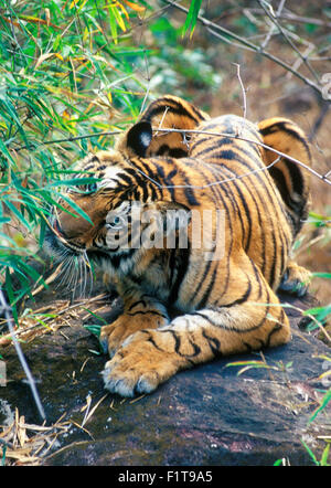 L'image d'Beengal tigre a été tourné dans le parc national de Bandavgarh inIda Banque D'Images
