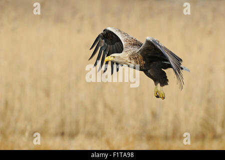 Aigle à queue blanche / aigle de mer / Seeadler ( Haliaeetus albicilla ) volant, ailes larges ouvertes, entouré de roseau doré, faune, Europe, Allemagne. Banque D'Images