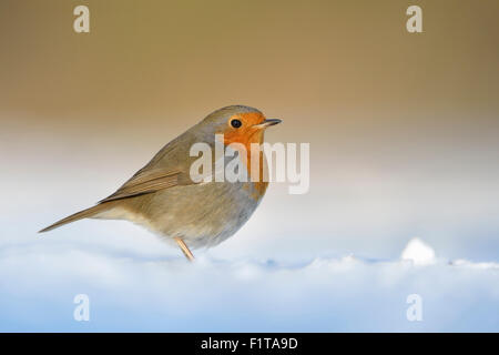 Mignon Robin Redbreast / Rotkehlchen ( Erithacus rubecula aux abords ) siège au sol couvert snwo, tons chaleureux, du soleil. Banque D'Images