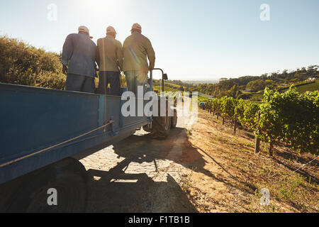 Les gens à bord d'un wagon du tracteur par l'intermédiaire de fermes de raisin. Vignoble Le travailleur sur une randonnée en chariot à batterie. Banque D'Images