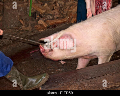 L'abattage du porc fait la manière traditionnelle. Les Asturies. L'Espagne. Banque D'Images