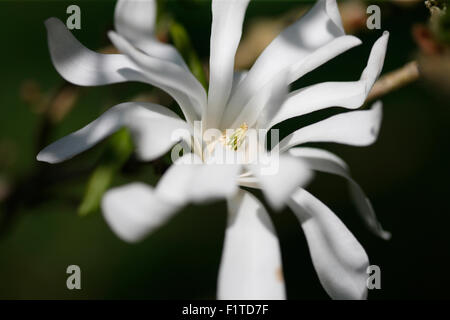 Le superbe Magnolia stellata un printemps précoce beauty Jane Ann Butler Photography JABP1385 Banque D'Images