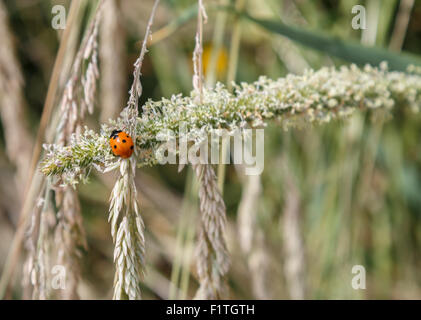 Coccinelle sur une tige florale. La coccinelle ou coccinelle est repéré et rouge Banque D'Images