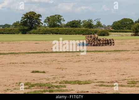 Les palettes vides dans les champs récoltés. Illustre la pénurie de travailleurs agricoles migrants post Brexit Banque D'Images