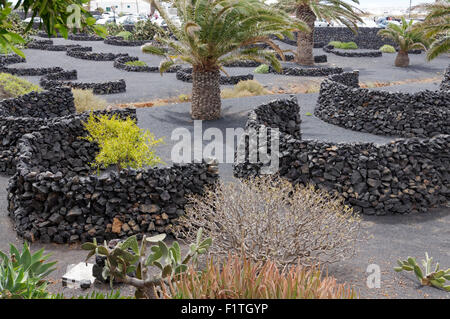 Zocos de lave murs semi cirular utilisé pour protéger les plans du vent dominant, Fondation Cesar Manrique, Teguise, Lanzarote. Banque D'Images