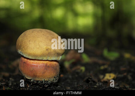 Boletus calopus Bolet hêtre amer Banque D'Images