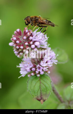 Eristalis pertinax Dronefly coniques sur Menthe aquatique Mentha aquatica Banque D'Images