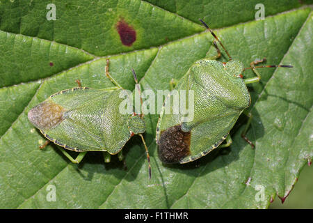 Palomena prasina Green Shield Bugs Banque D'Images