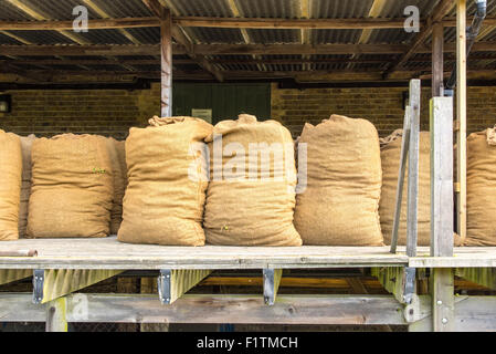 Près de Faversham, Kent 7 septembre 2015. Hop la récolte. Sacs de houblon en attente de transport vers l'oast house pour le séchage. Crédit : Paul Martin/Alamy Live News Banque D'Images