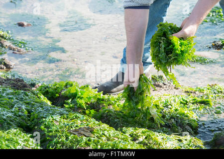 Ulva lactuca. La quête de l'homme / algues laitue de mer sur la côte de Northumberland. UK Banque D'Images