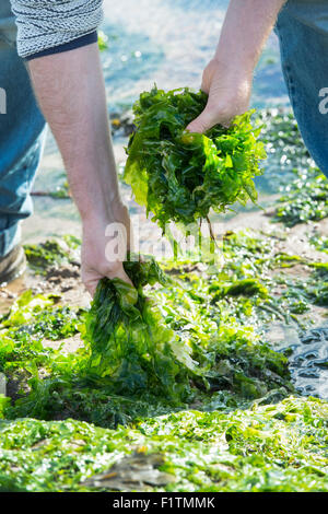 Ulva lactuca. La quête de l'homme / algues laitue de mer sur la côte de Northumberland. UK Banque D'Images