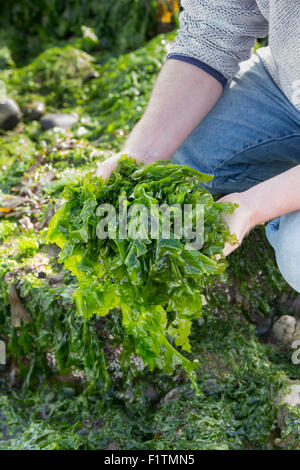 Ulva lactuca. La quête de l'homme / algues laitue de mer sur la côte de Northumberland. UK Banque D'Images