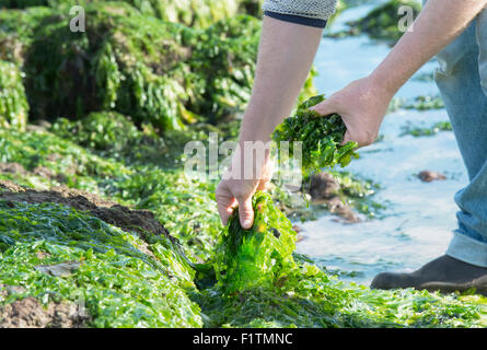 Ulva lactuca. La quête de l'homme / algues laitue de mer sur la côte de Northumberland. UK Banque D'Images