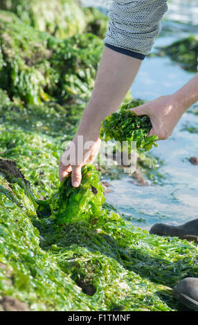 Ulva lactuca. La quête de l'homme / algues laitue de mer sur la côte de Northumberland. UK Banque D'Images