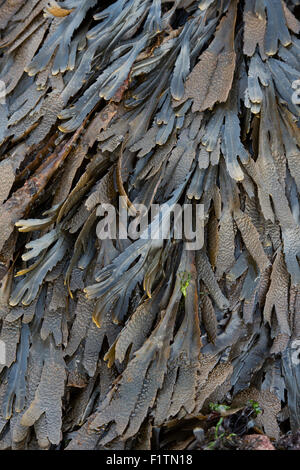 Fucus serratus. Les algues / crémaillère sur la côte de Northumberland. UK Banque D'Images