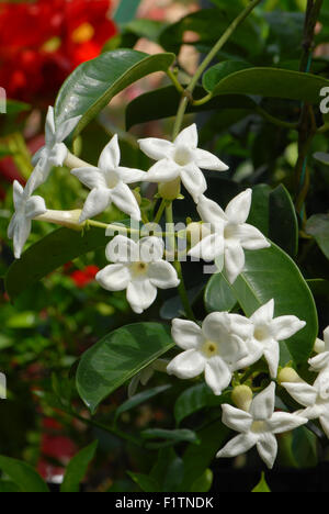 Stephanotis jasminoides aka stephanotis floribunda, Jasmin de Madagascar Banque D'Images