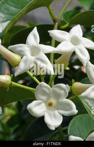 Stephanotis jasminoides aka stephanotis floribunda, Jasmin de Madagascar Banque D'Images