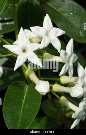 Stephanotis jasminoides aka stephanotis floribunda, Jasmin de Madagascar Banque D'Images