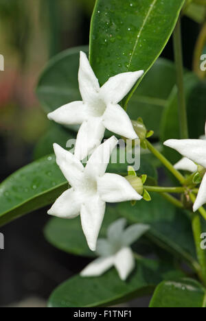 Stephanotis jasminoides aka stephanotis floribunda, Jasmin de Madagascar Banque D'Images