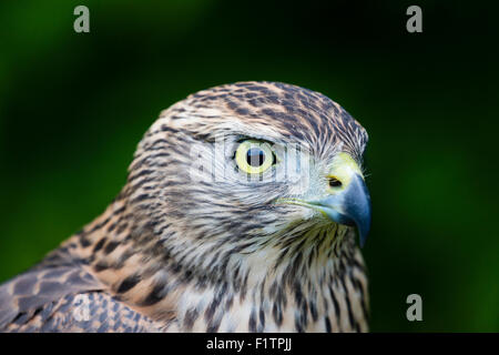 Un Autour des palombes juvénile à l'ICBP à Newent, Gloucester Banque D'Images