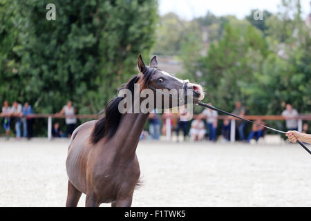 Magnifique étalon demi posant sur un événement cheval Banque D'Images