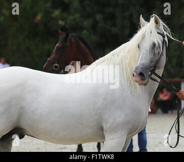 Source tenir un cheval avec mors sur un spectacle équestre. Banque D'Images