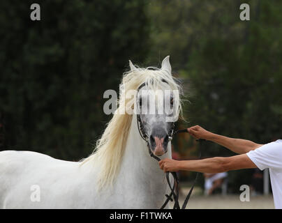 Magnifique étalon demi posant sur un événement cheval Banque D'Images