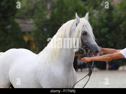 Magnifique étalon demi posant sur un événement cheval Banque D'Images