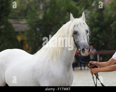 Source tenir un cheval avec mors sur un spectacle équestre. Banque D'Images