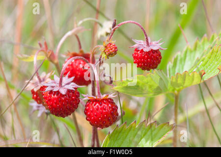 Les fraises des bois, Fragaria vesca, Suède Banque D'Images