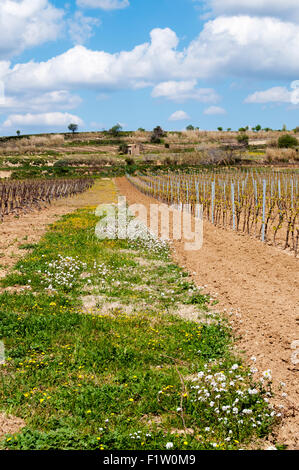 Jeunes vignes au printemps dans la région de vin Faugeres de sud de la France. Banque D'Images