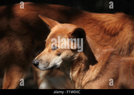 Dingo (Canis lupus dingo) à Plzen Zoo en Bohême de l'Ouest, en République tchèque. Banque D'Images