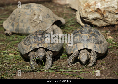 L'Est de la tortue d'Hermann (Testudo hermanni boettgeri) à Plzen Zoo en Bohême de l'Ouest, en République tchèque. Banque D'Images