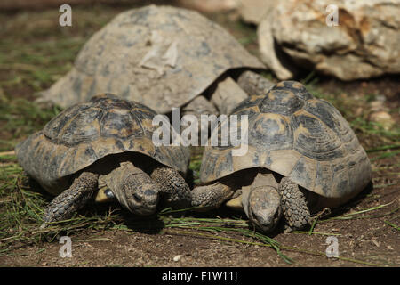 L'Est de la tortue d'Hermann (Testudo hermanni boettgeri) à Plzen Zoo en Bohême de l'Ouest, en République tchèque. Banque D'Images