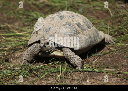 L'Est de la tortue d'Hermann (Testudo hermanni boettgeri) à Plzen Zoo en Bohême de l'Ouest, en République tchèque. Banque D'Images