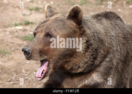 Ours brun (Ursus arctos) à Plzen Zoo en Bohême de l'Ouest, en République tchèque. Banque D'Images