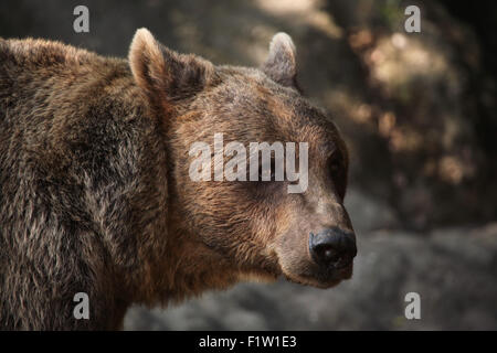 Ours brun (Ursus arctos) à Plzen Zoo en Bohême de l'Ouest, en République tchèque. Banque D'Images