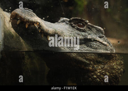 À la façade lisse Paleosuchus trigonatus (Caïman), également connu sous le nom de Schneider's caiman nain à Plzen Zoo en Bohême de l'Ouest, République Tchèque Banque D'Images