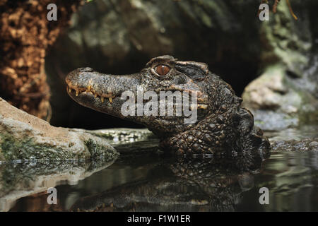 À la façade lisse Paleosuchus trigonatus (Caïman), également connu sous le nom de Schneider's caiman nain à Plzen Zoo en Bohême de l'Ouest, République Tchèque Banque D'Images