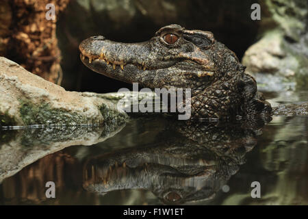 À la façade lisse Paleosuchus trigonatus (Caïman), également connu sous le nom de Schneider's caiman nain à Plzen Zoo en Bohême de l'Ouest, République Tchèque Banque D'Images