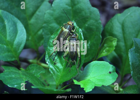 Chambre cricket (Acheta domestica) à Plzen Zoo en Bohême de l'Ouest, en République tchèque. Banque D'Images